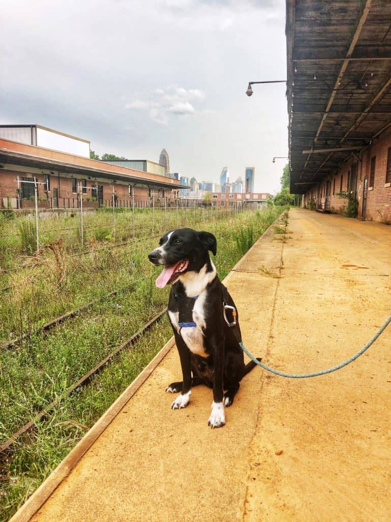 Bodie a black and white dog hanging out in the outdoor space at camp north end in front of the charlotte skyline