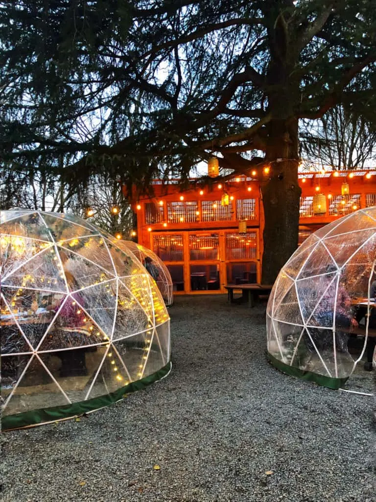 igloos with twinkle lights under a big tree at the goodyear house