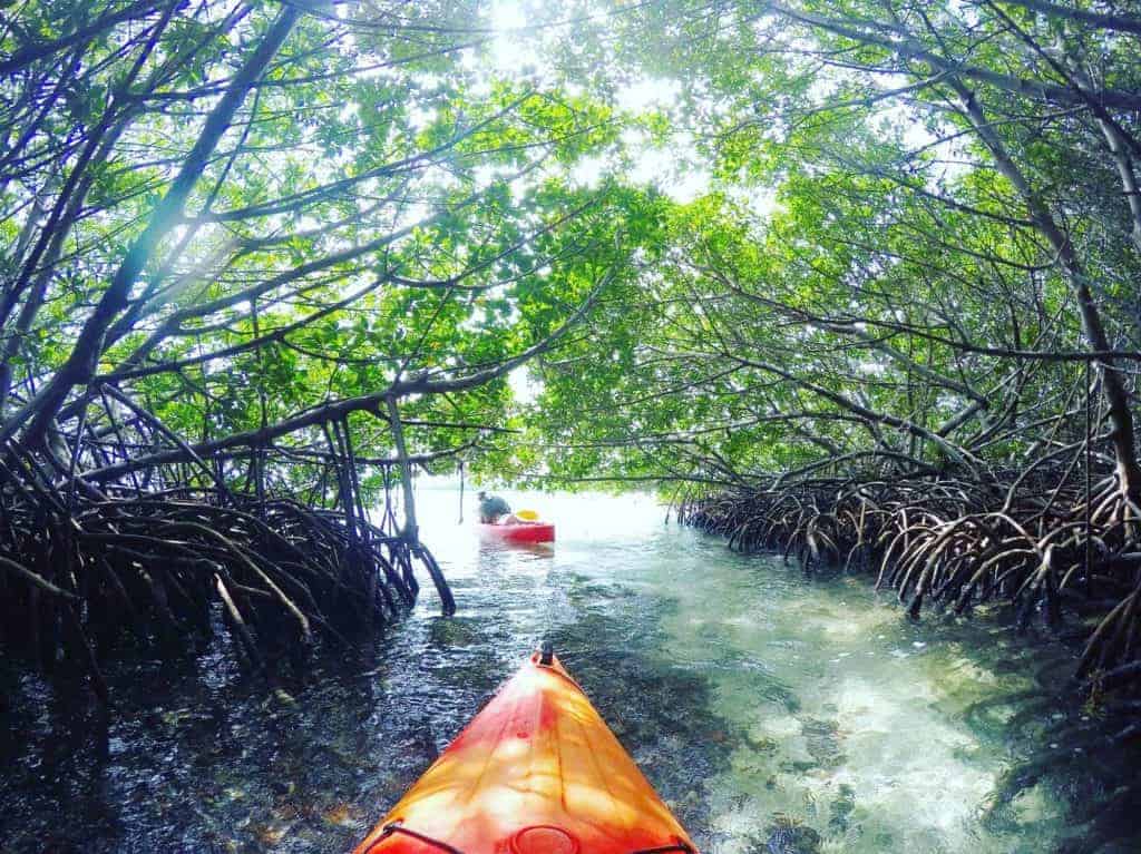 Two kayaks paddle through clear, shallow water under lush green mangrove trees with thick, exposed roots, creating a tunnel-like effect in the sunlight—a perfect hidden gem to discover on your Florida road trip.