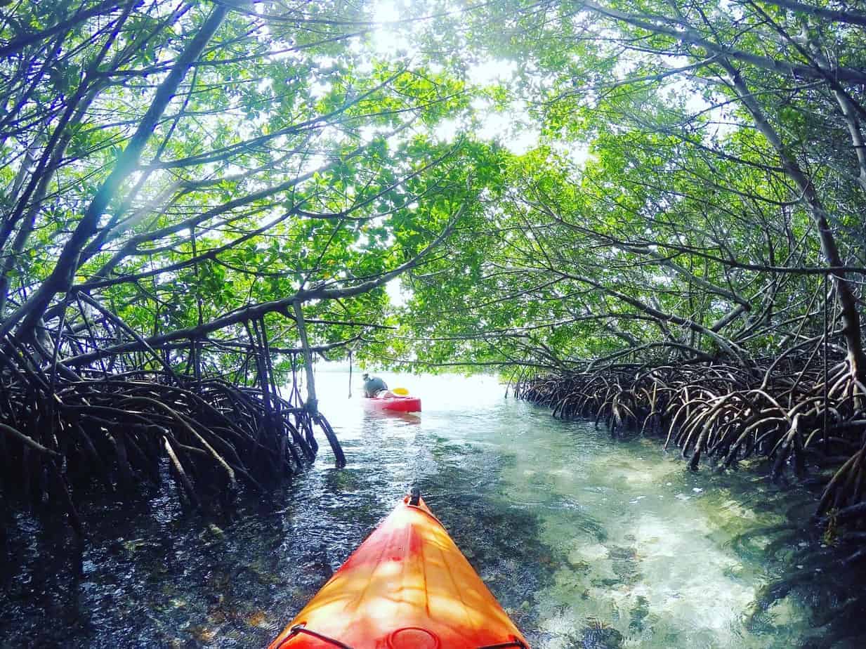 mangrove kayaking in key west after driving through florida