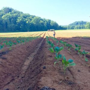 western north carolina farm tour
