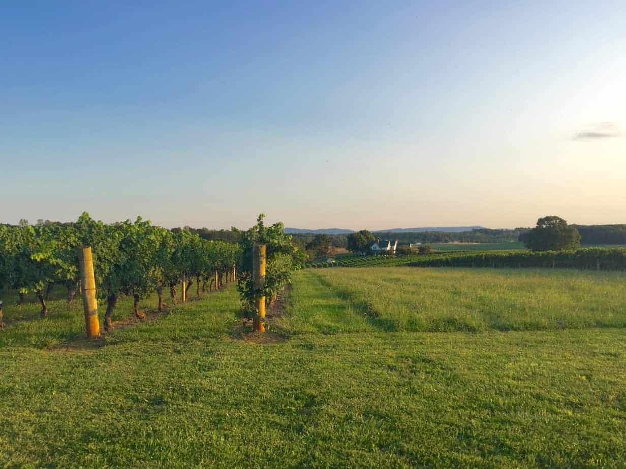 Best Wineries Near Elkin NC: Yadkin Valley Vineyard Guide