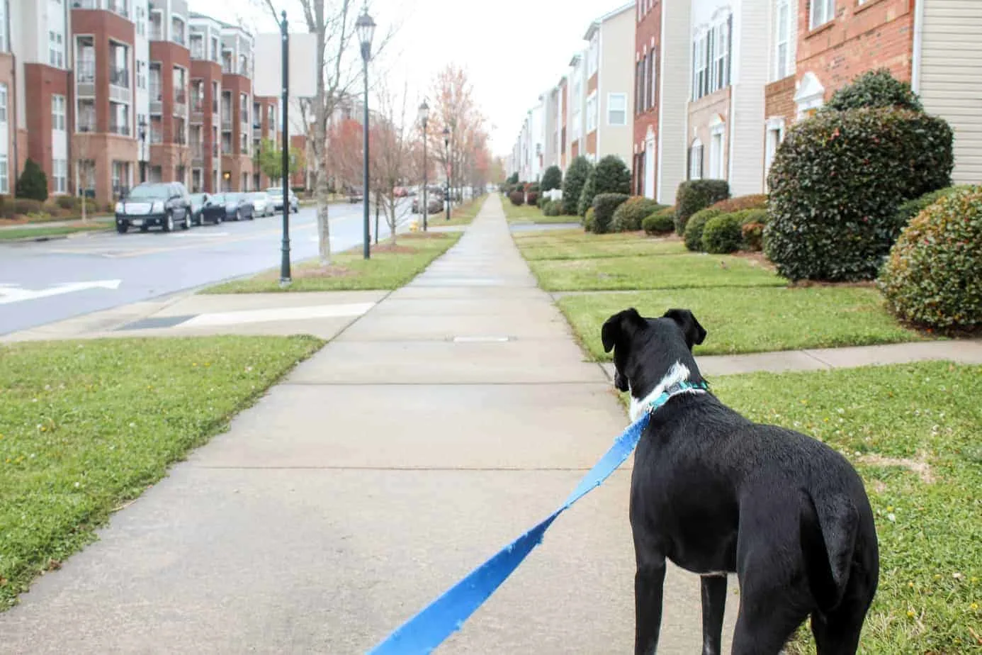 taking bodie for a walk after working as a public defender