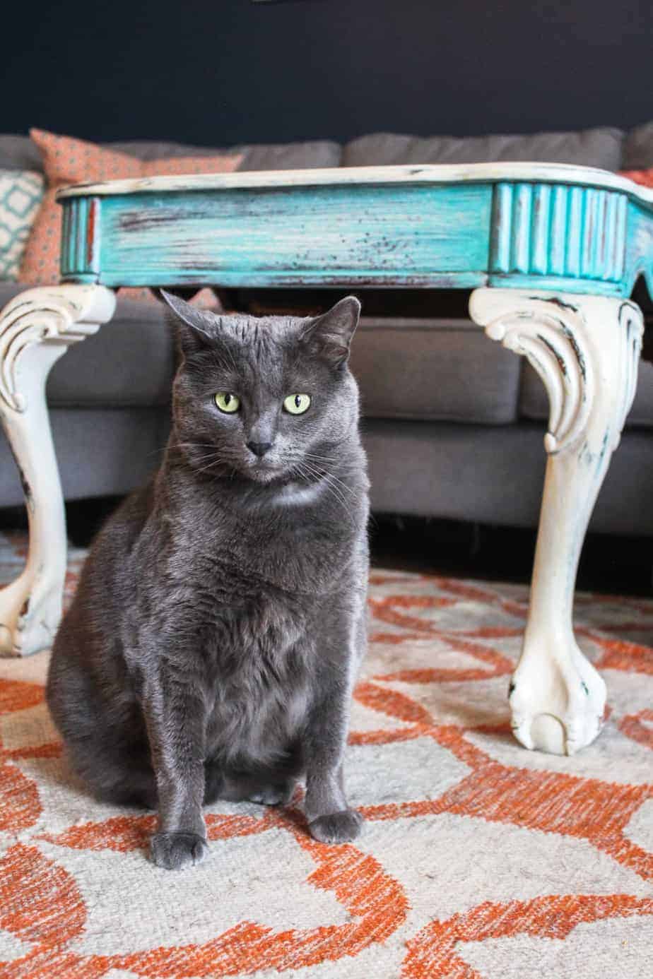 celebrate your cat's adoption anniversary pheebs in our living room with a blue table and on an orange rug