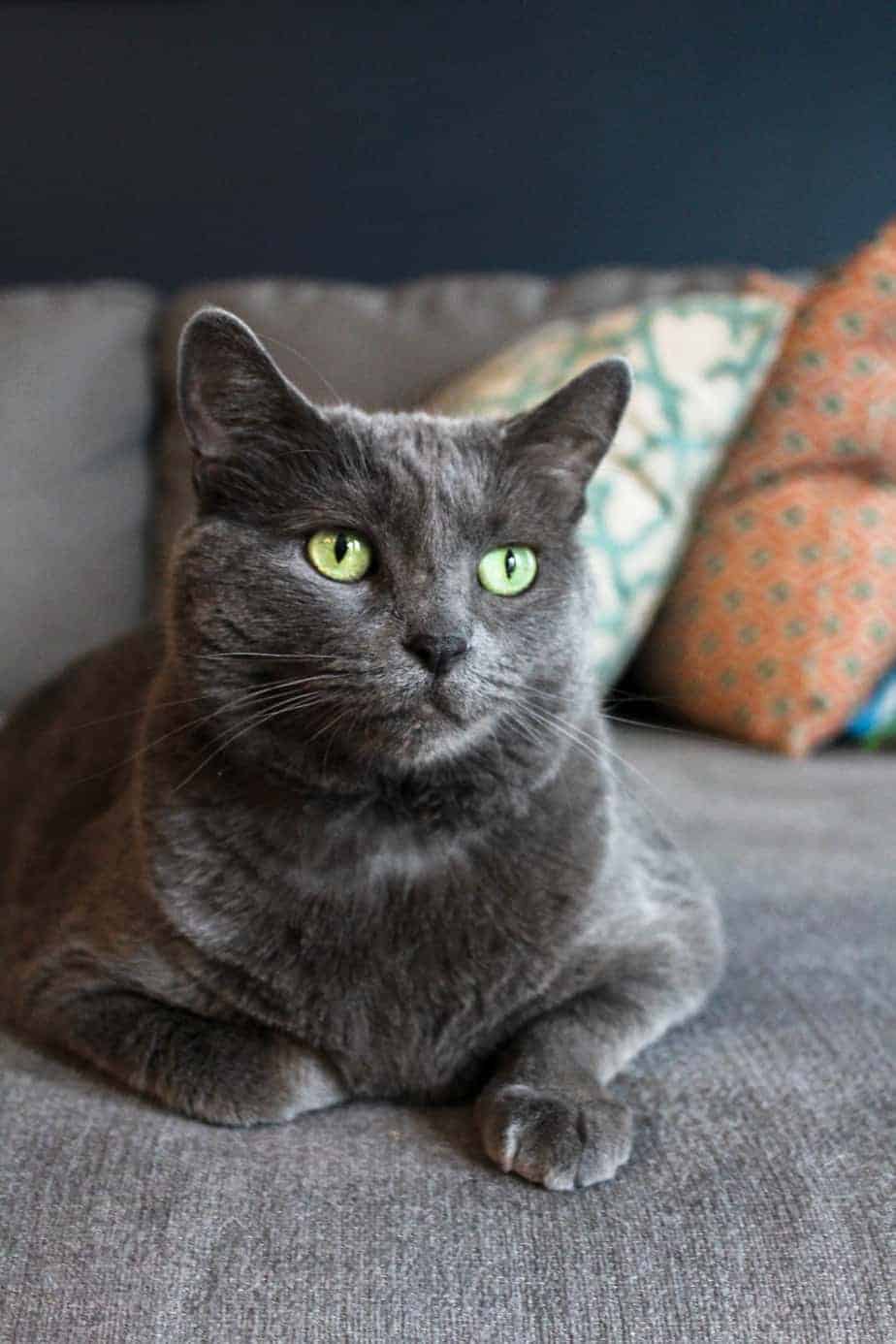 celebrate your cat's adoption anniversary, phoebe the gray cat lounging on the couch