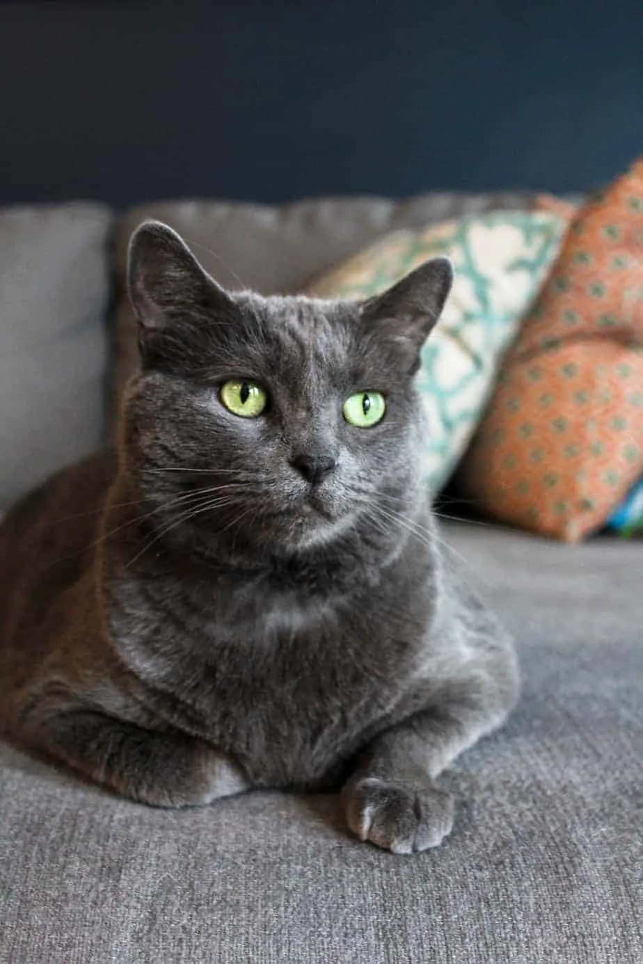 Gray cat sales adoption