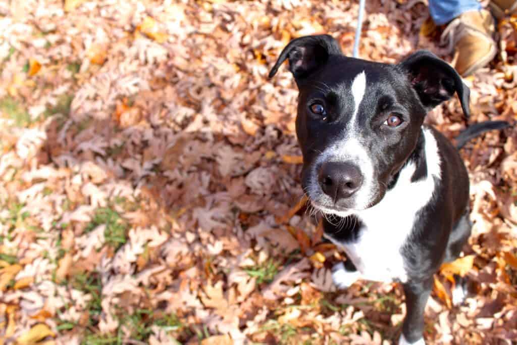 cabins in asheville nc pet friendly