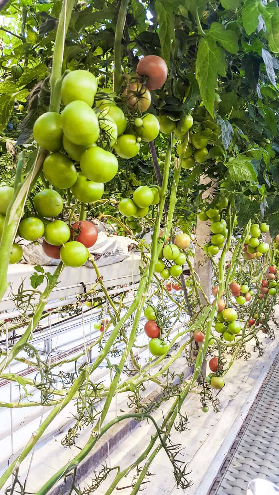 tomatoes at fridheimar iceland itinerary golden circle