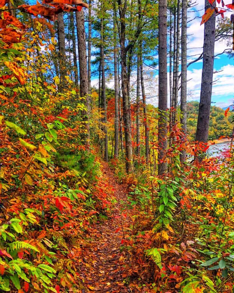 hiking trail with trees with red orange yellow and green leaves and a blue sky