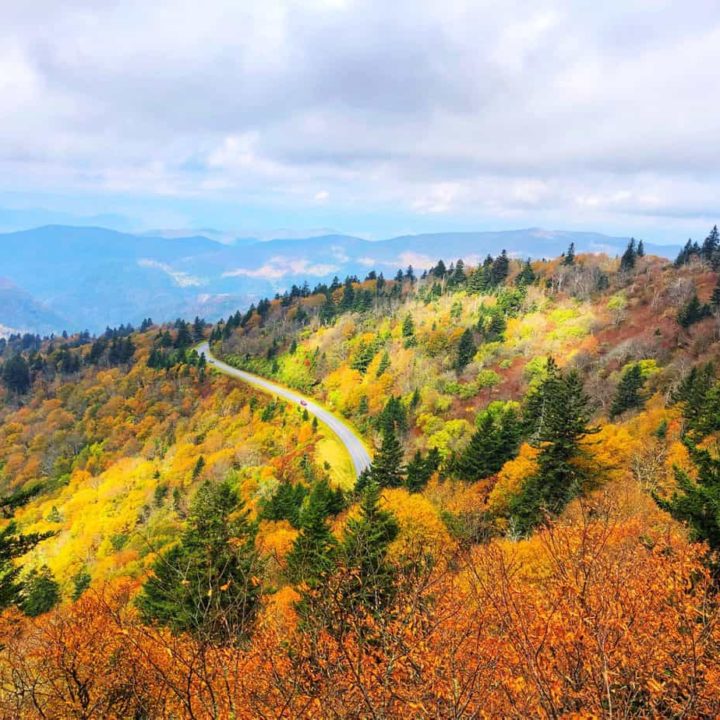 yellow and green leaves on trees with a road and blue ridge mountains in the background