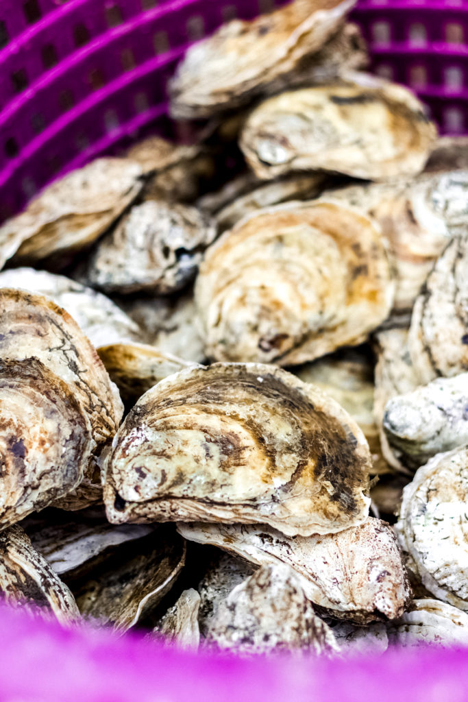 purple basket of oysters harvested at the crystal coast