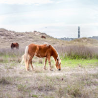 A light brown horse grazes on grassy sand dunes, with a few more horses in the background. A tall lighthouse stands in the distance under a cloudy sky.
