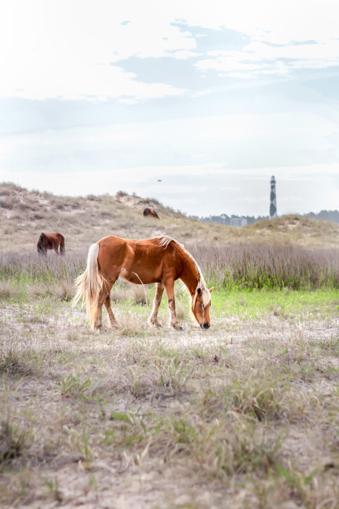 Horses at Shackleford Banks