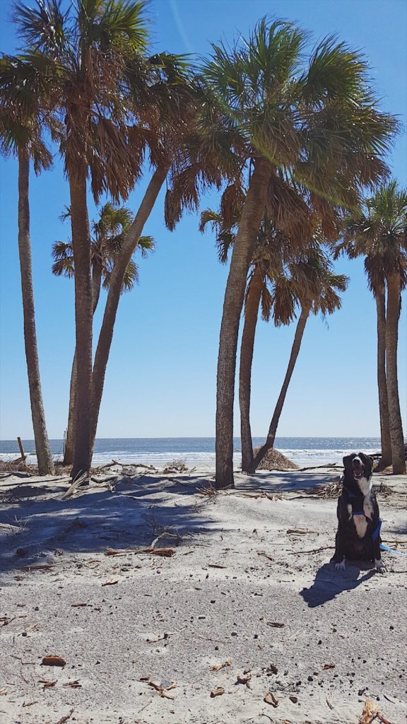 black and white dog sitting on a white sandy beach under a blue sky and two palm trees