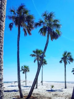 bright blue sky and four palm trees blowing in the breeze at hunting island state park