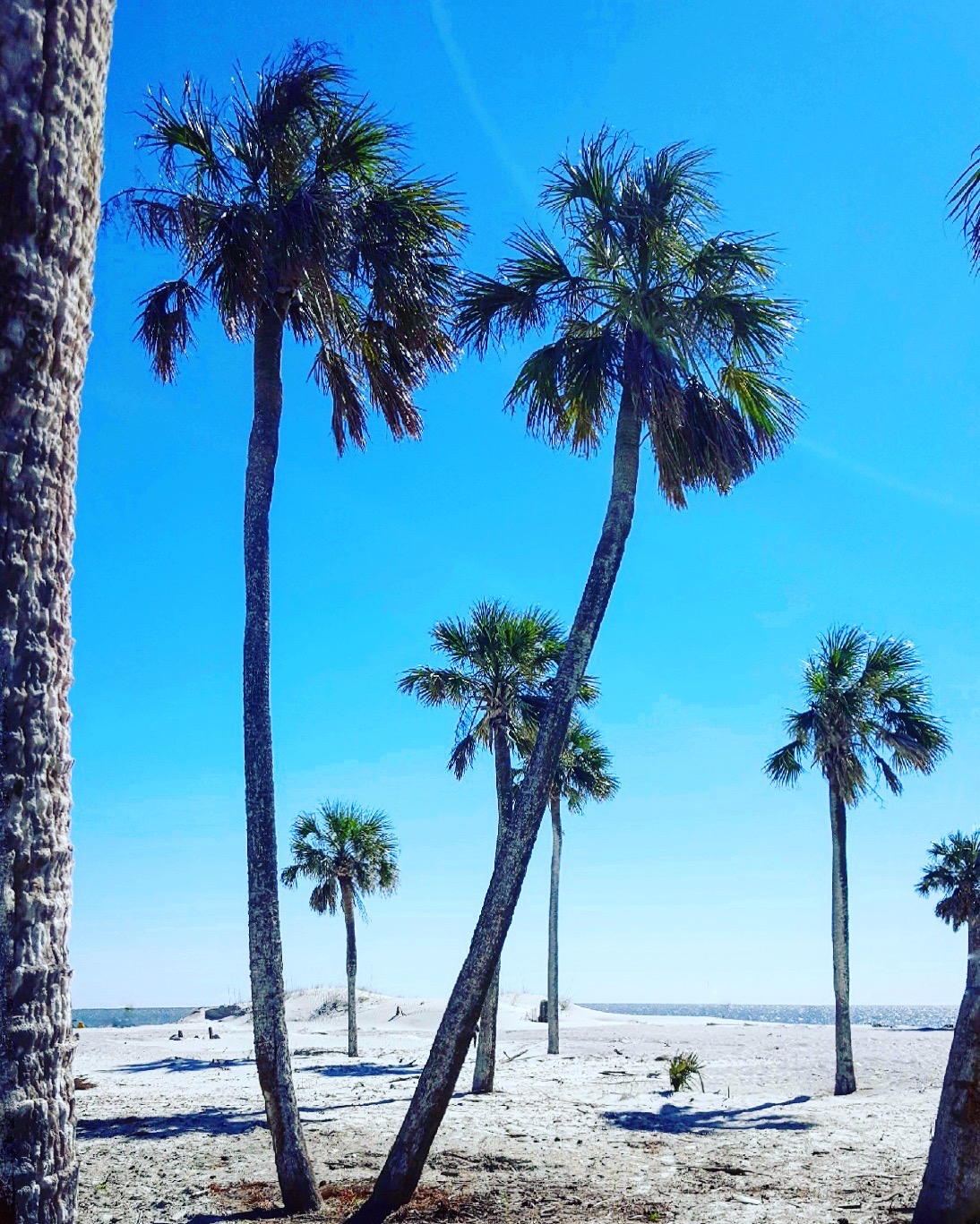 bright blue sky and four palm trees blowing in the breeze at hunting island state park