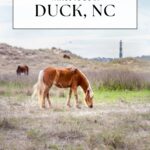 A brown and white horse grazes on grass in a sandy field with two other horses in the background. A lighthouse is visible in the distance. Text reads: Things to do in Duck, NC. Off the Eaten Path.