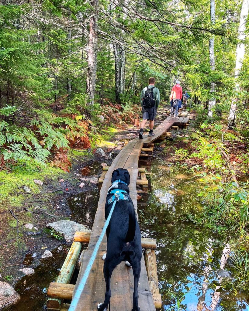 dog on wooden boardwalk on jordan pond trail hike