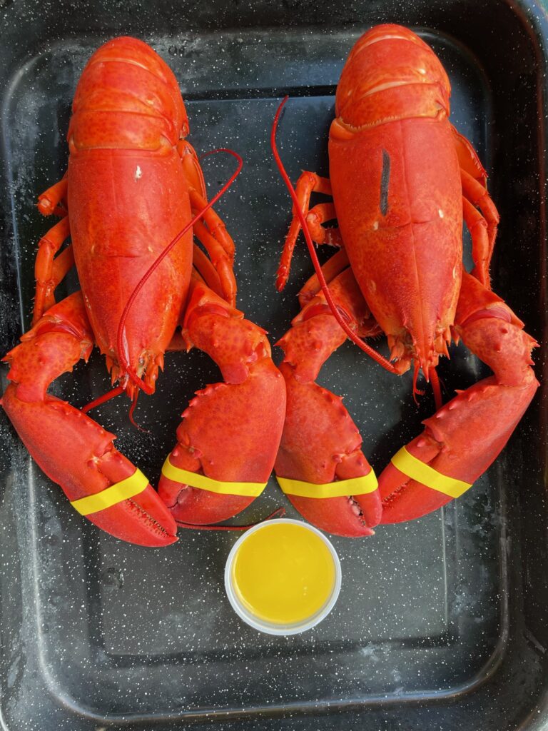 lobster with melted butter at a maine lobster pound