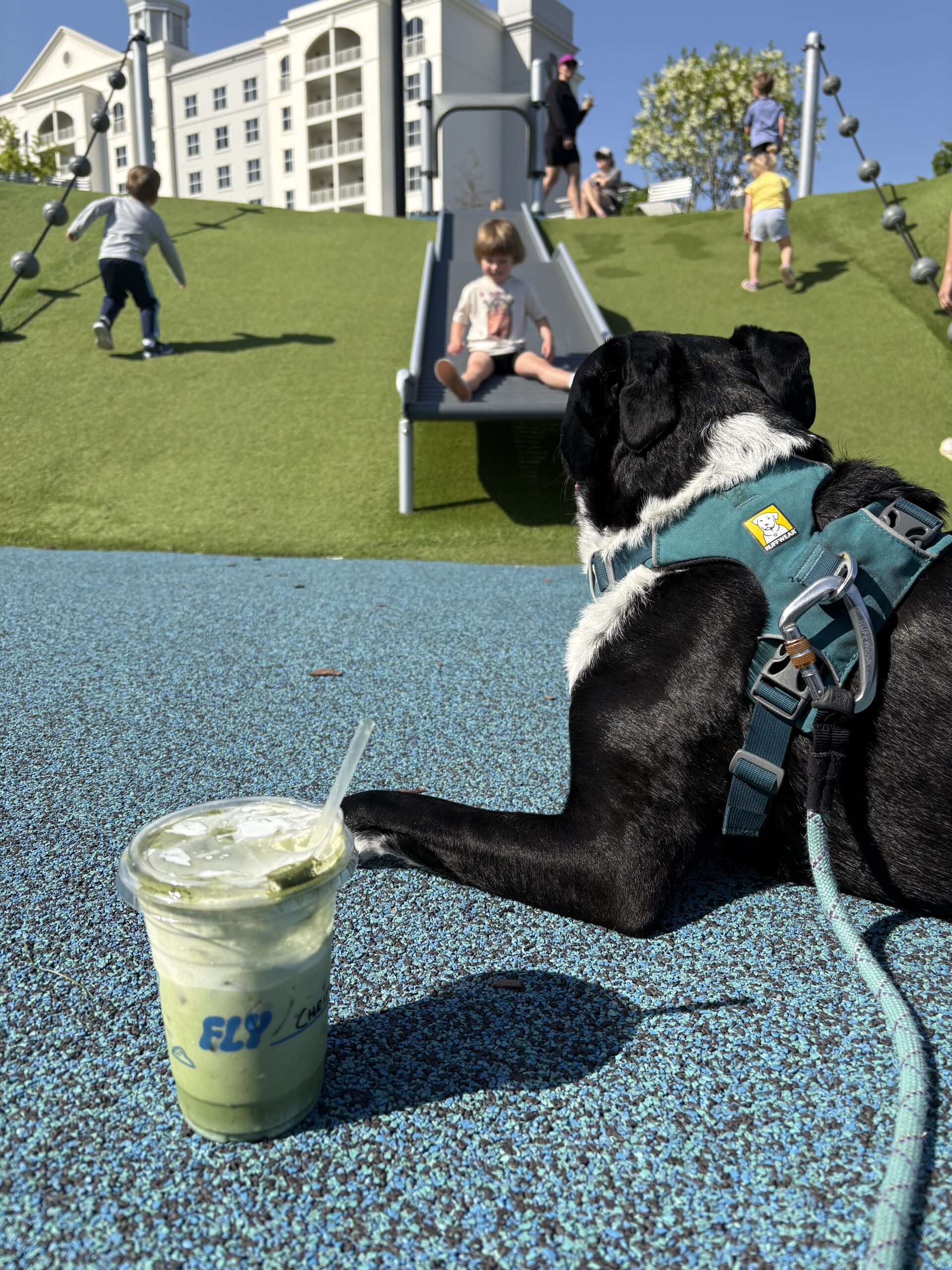 A black and white dog wearing a teal harness lies on blue playground turf beside an iced drink, watching children enjoy toddler activities Charlotte NC offers, playing and sliding down a hill with a white building in the background.