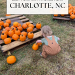 A toddler in brown overalls picks up a pumpkin from a group of small pumpkins on wooden pallets outdoors at a pumpkin patch Charlotte NC families love. Text reads: Best Pumpkin Patches Near Charlotte, NC.