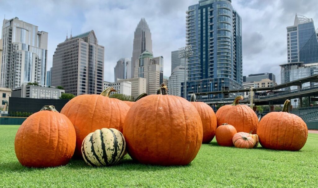 Several pumpkins of various sizes and colors are arranged on grass, with modern city skyscrapers in the background under a partly cloudy sky—capturing the vibe of pumpkin patches near Charlotte, NC.