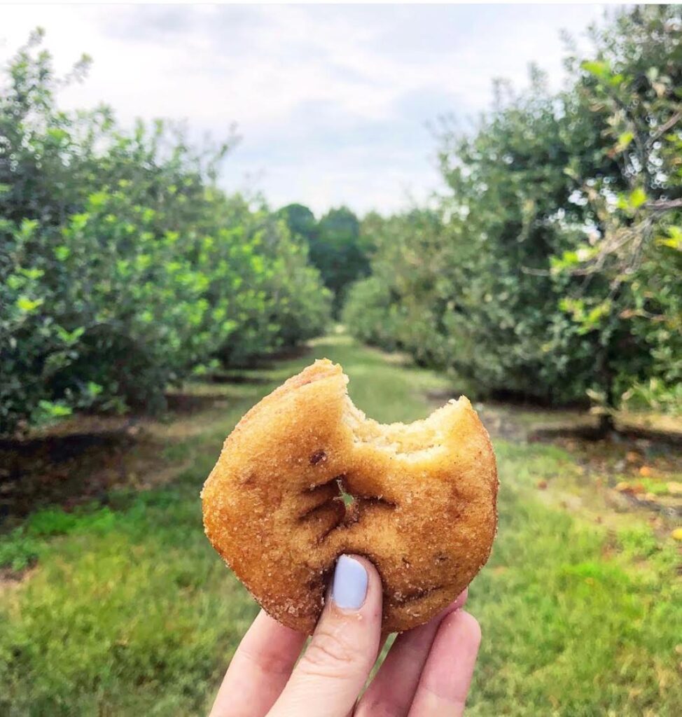 A hand with light blue nail polish holds a cinnamon sugar donut with a bite taken out, in front of rows of green trees in an orchard on a sunny day—perfect for those exploring pumpkin patches near Charlotte, NC.