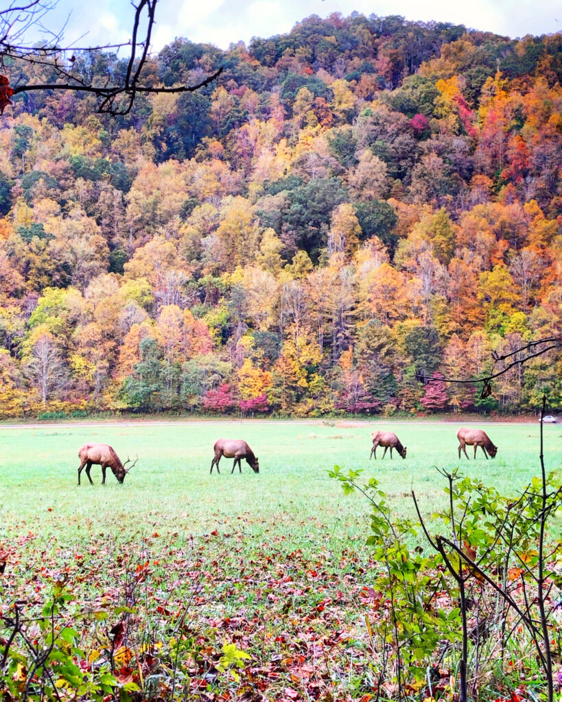 Three elk graze in a field bordered by colorful autumn trees at the base of a forested hillside, with fallen leaves and branches in the foreground.