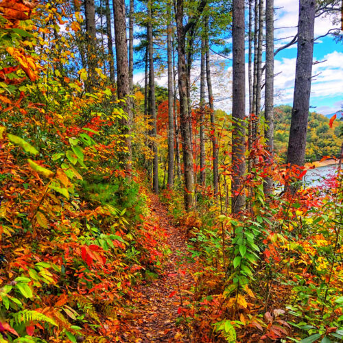 A narrow forest path covered in fallen autumn leaves winds through tall trees, with vibrant red, orange, and yellow foliage on both sides under a partly cloudy blue sky.
