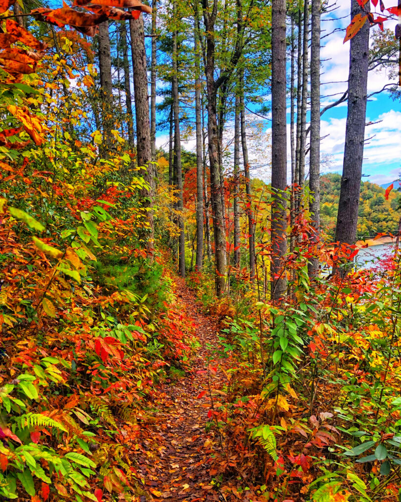 A narrow forest path covered in fallen autumn leaves winds through tall trees, with vibrant red, orange, and yellow foliage on both sides under a partly cloudy blue sky.