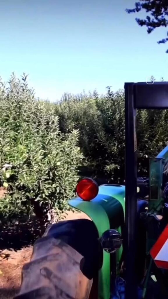 A green tractor is parked next to rows of dense, leafy trees in an orchard under a clear blue sky, reminiscent of the scenic pumpkin patches near Charlotte NC.