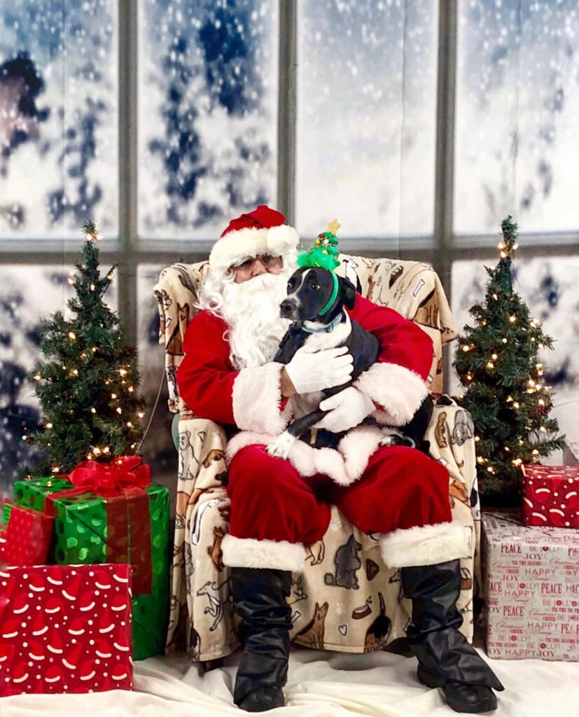 Santa Claus sits on a festive armchair, holding a black dog wearing a green holiday hat. They are surrounded by Christmas trees with lights and wrapped presents, with a snowy winter scene in the background.