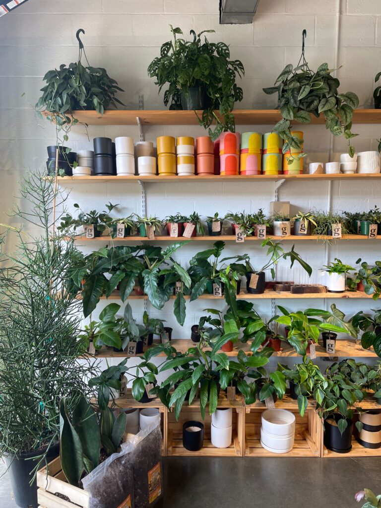 A bright plant shop display with wooden shelves holding assorted potted plants, colorful plant pots, and plant care supplies against a white brick wall—one of the charming things to do in Charlotte for any plant lover.