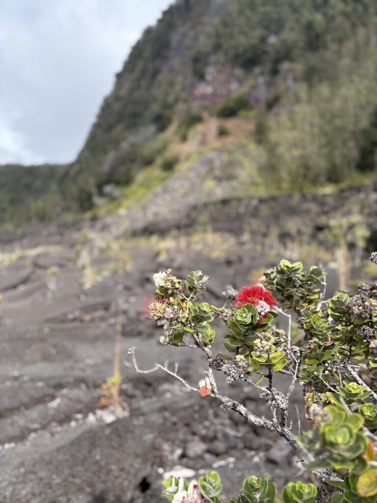 A small ʻōhiʻa lehua tree with red flowers grows from dark volcanic rock, with a blurred green mountainside in the background under a cloudy sky.
