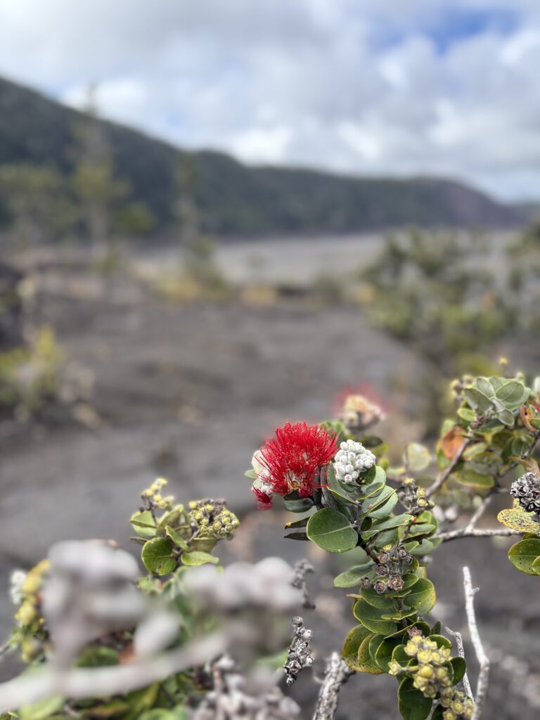 A close-up of a red and white flower with green leaves in the foreground, set against a blurred volcanic landscape with cloudy skies and distant hills.