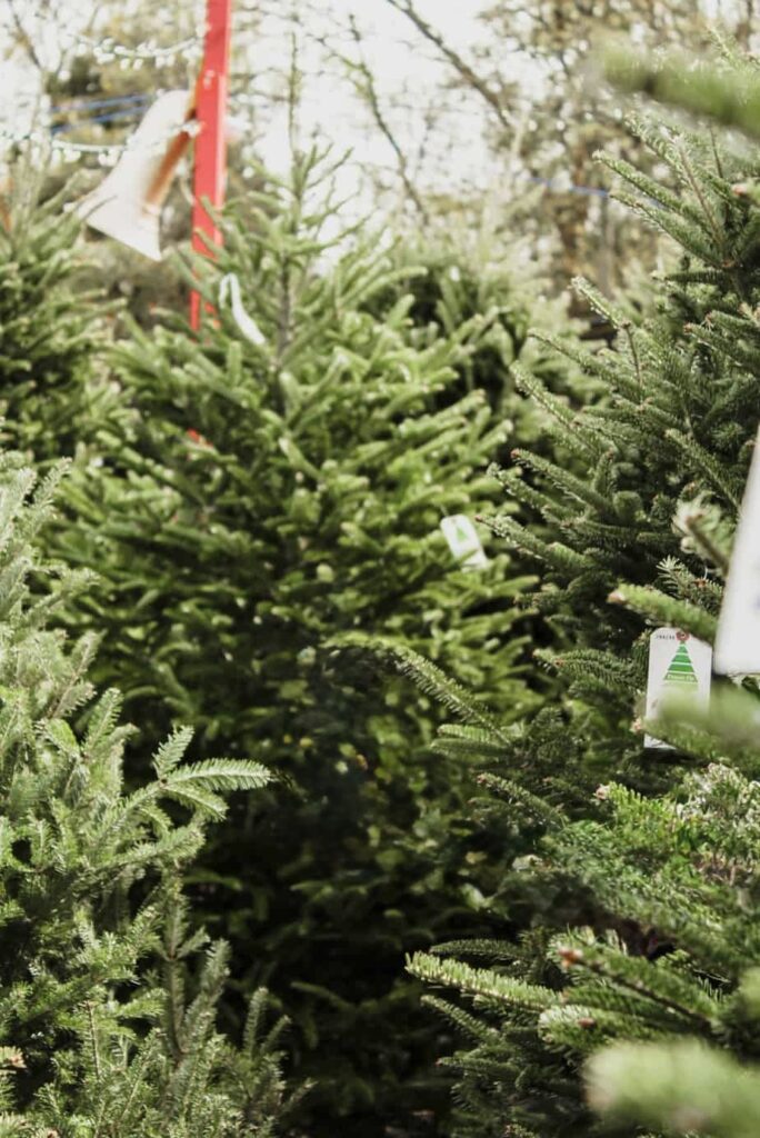 Several fresh evergreen Christmas trees are displayed outdoors, with green branches and tags attached, ready for sale. The background shows more trees and faintly visible sky and branches.