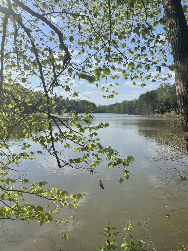 A calm lake surrounded by trees with fresh green leaves. Sunlight filters through the branches, and the sky is blue with a few scattered clouds. The scene is peaceful and serene, reflecting springtime nature.