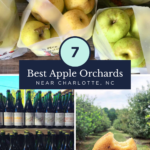Collage showing apples in bags, bottles of cider, a bitten apple donut, and an apple orchard, with text: 7 Best Apple Orchards Near Charlotte, NC – perfect for those searching for apple picking near Charlotte – and a blog URL at the bottom.