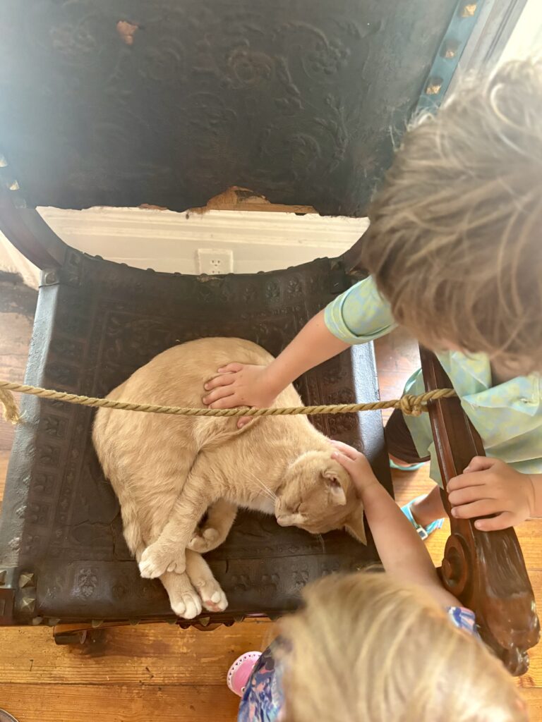 A tan cat naps curled up on a dark chair. Two children gently pet the cat, with one childs hand on the cats back and the other on its head. Sunlight brightens the scene.