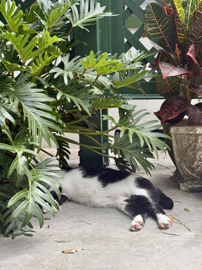 A black and white cat is lying on its side, mostly hidden under large green leafy plants on a concrete surface. Only part of its body and legs are visible.