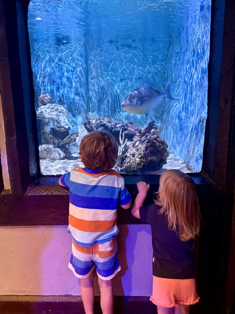 Two young children stand in front of an aquarium window, looking at a large fish swimming by rocks and coral inside a brightly lit tank.