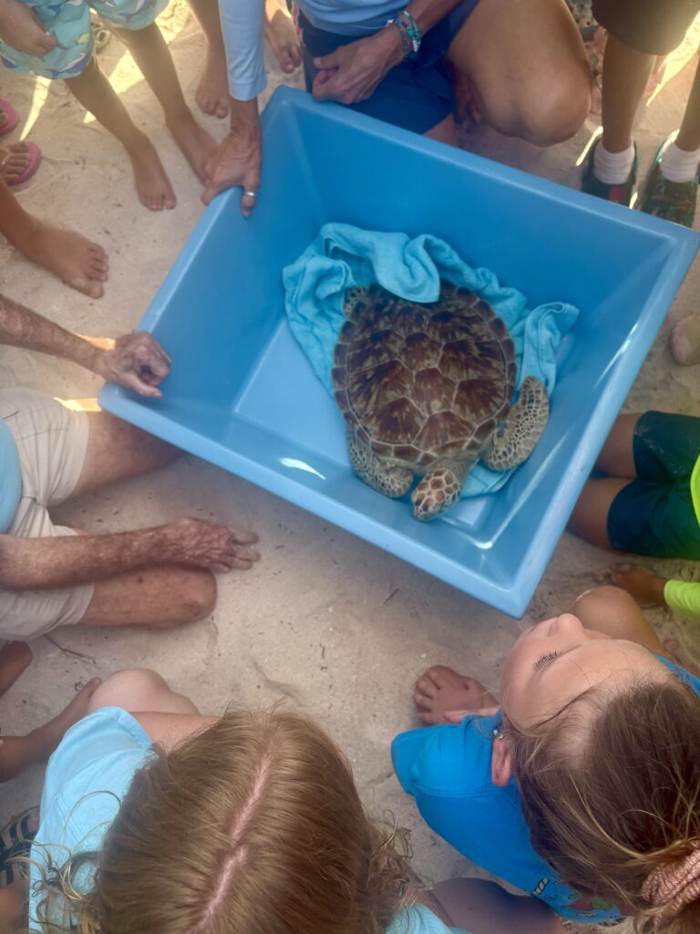 A group of children and adults gather around a blue bin holding a sea turtle on a blue towel, set on sandy ground.