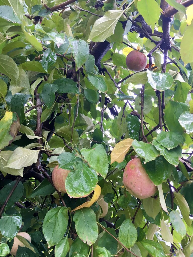 Rain-soaked apples hang on branches among dense green leaves, some with yellow tips, in an apple tree.